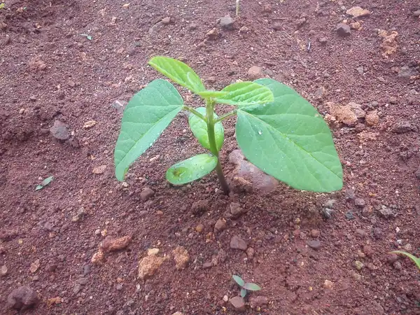 A young bean seedling with four leaves growing out of red, stony soil