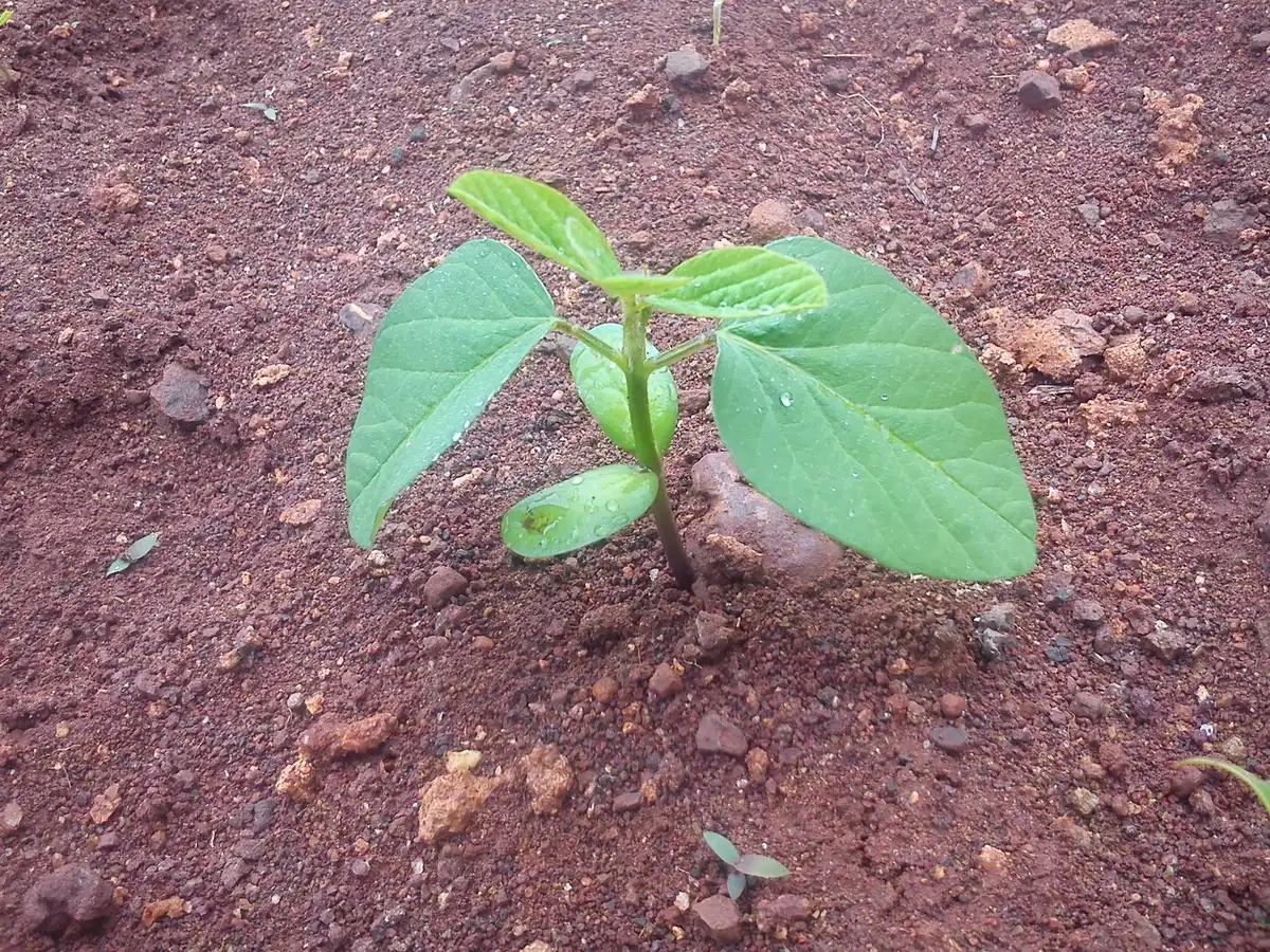 A young bean seedling with four leaves growing out of red, stony soil