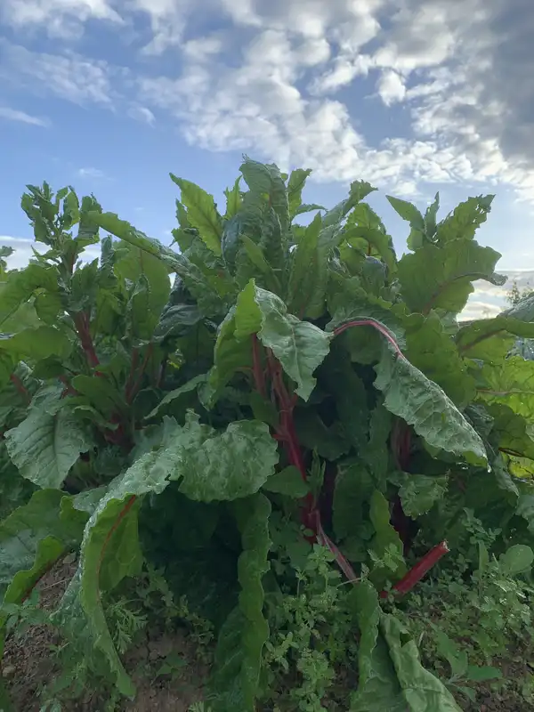 Tall chard plants with dark leaves and red stems against a blue evening sky
