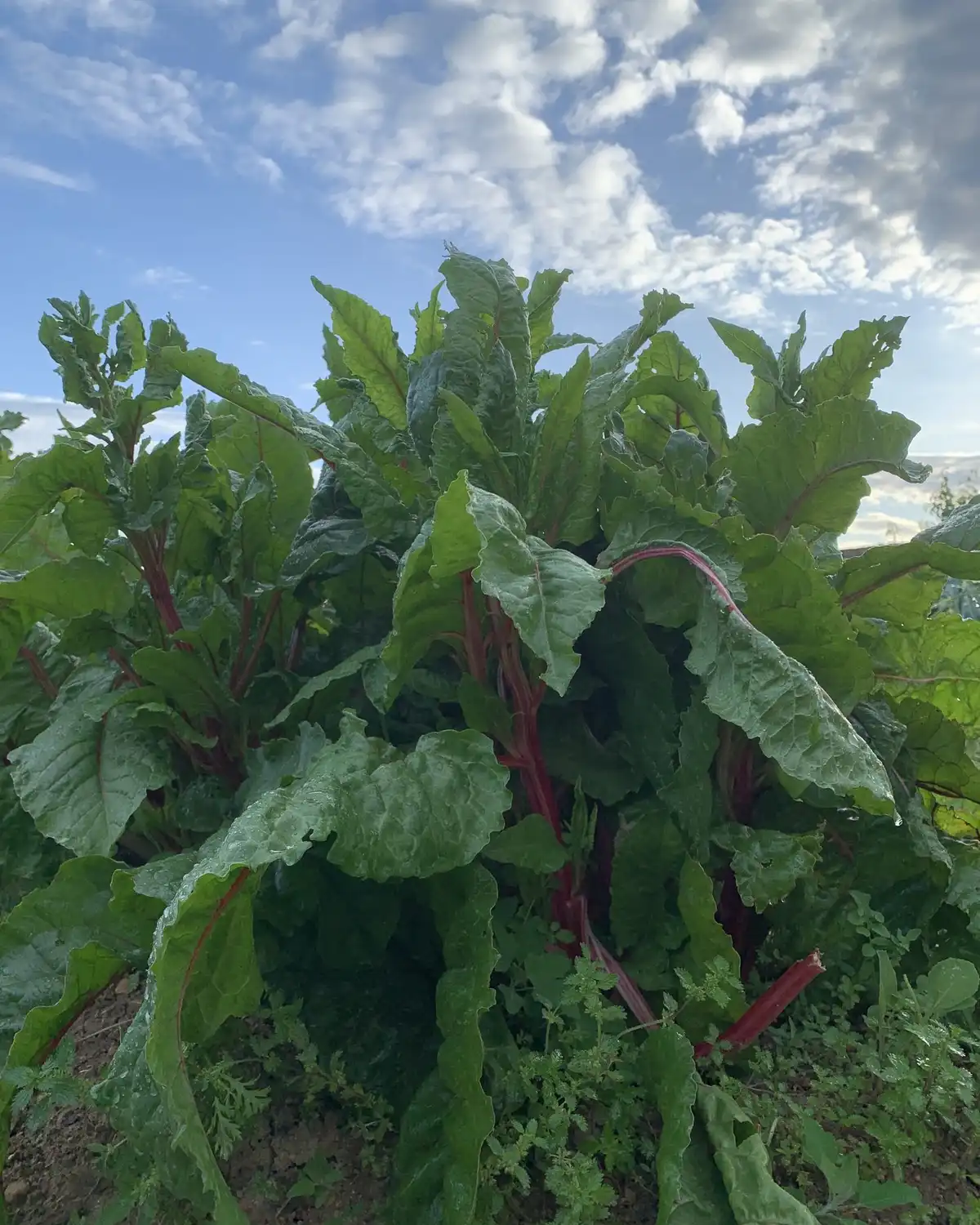 Tall chard plants with dark leaves and red stems against a blue evening sky