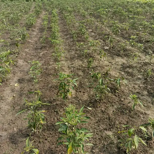 Rows of young pepper plants standing in freshly worked brown soil