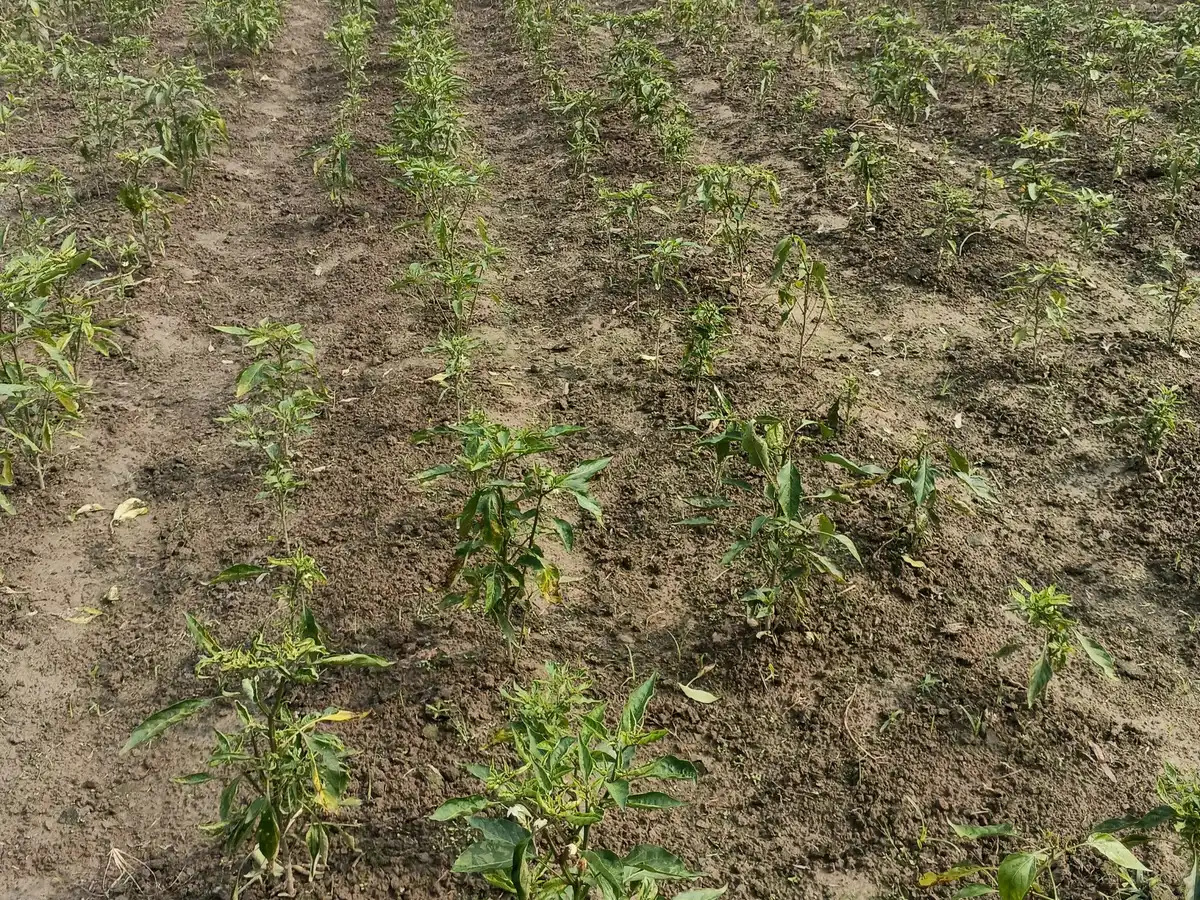 Rows of young pepper plants standing in freshly worked brown soil