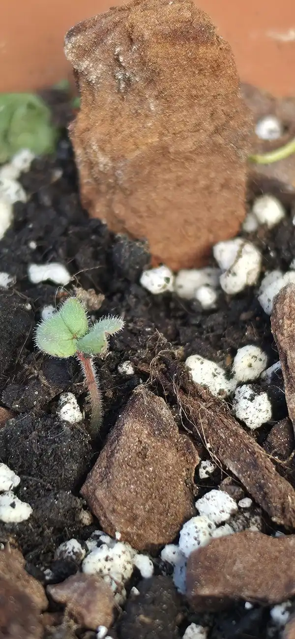 A tiny seedling pushing up through dark potting soil beside a piece of bark