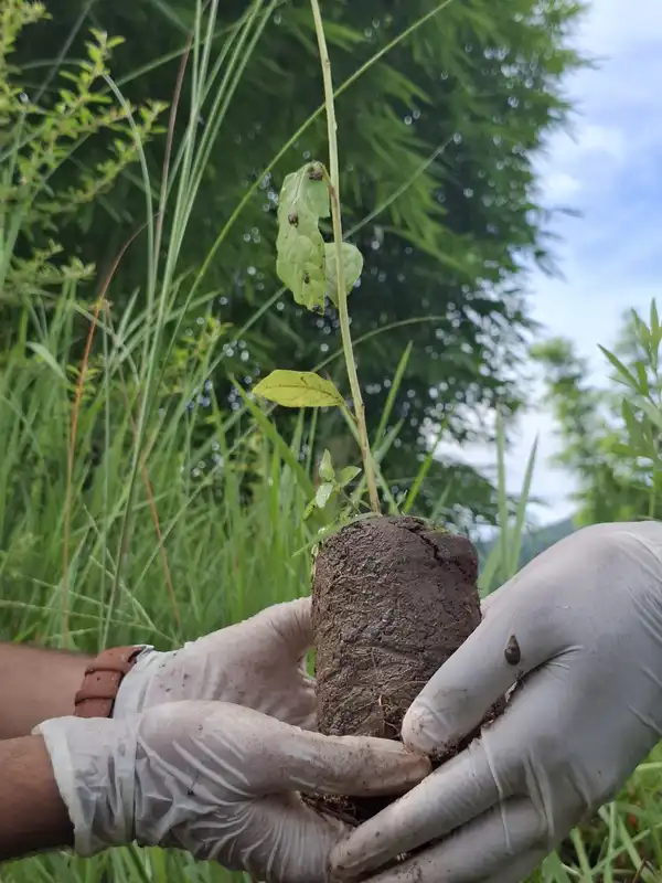 Two gloved hands holding a young plant with its root ball of soil, in long grass