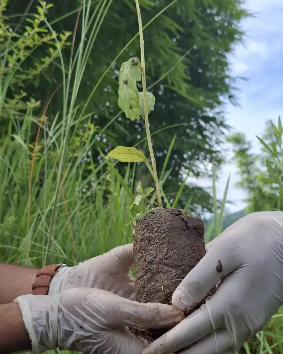 Two gloved hands holding a young plant with its root ball of soil, in long grass