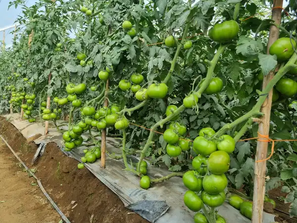 Rows of tomato plants heavy with green tomatoes in a polytunnel