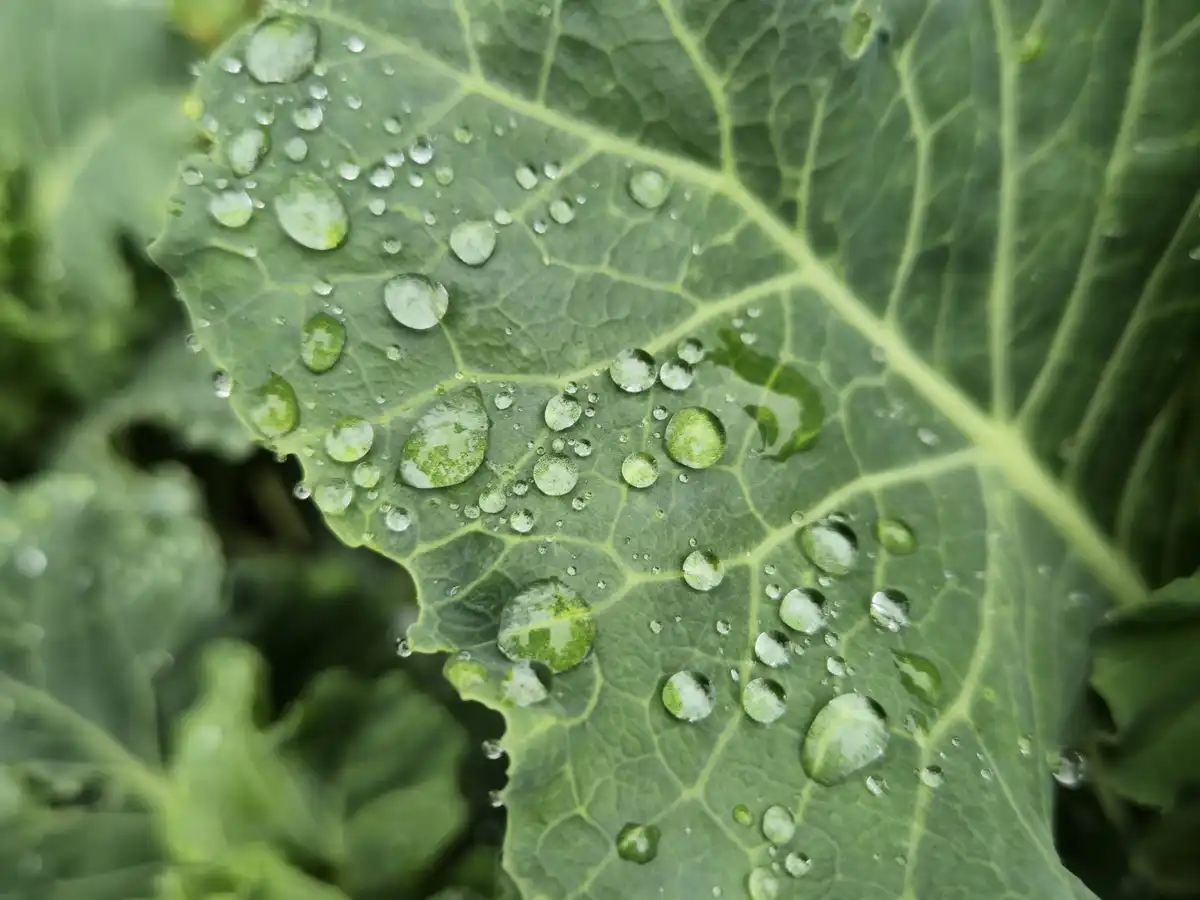 Close-up of a kale leaf covered in water droplets