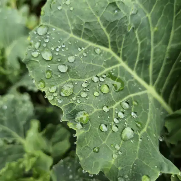 Close-up of a kale leaf covered in water droplets