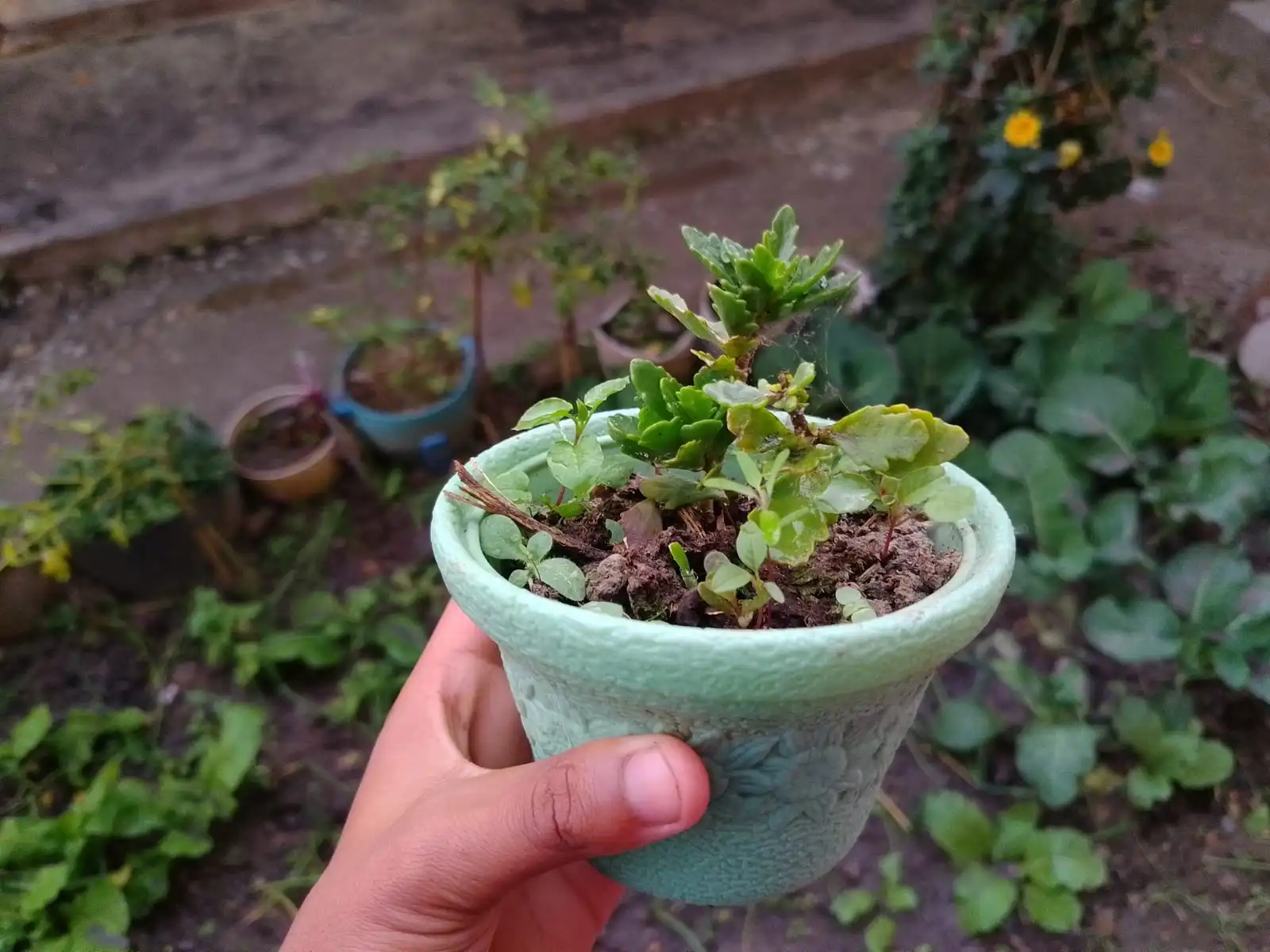 A hand holding a small pale green pot of seedlings above a garden bed