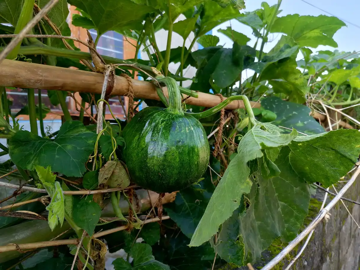 A round green pumpkin hanging from a bamboo trellis among large leaves