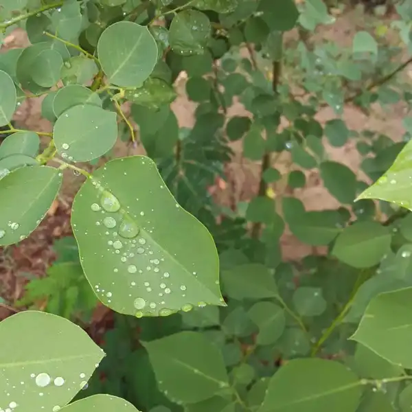 Round green leaves covered in raindrops