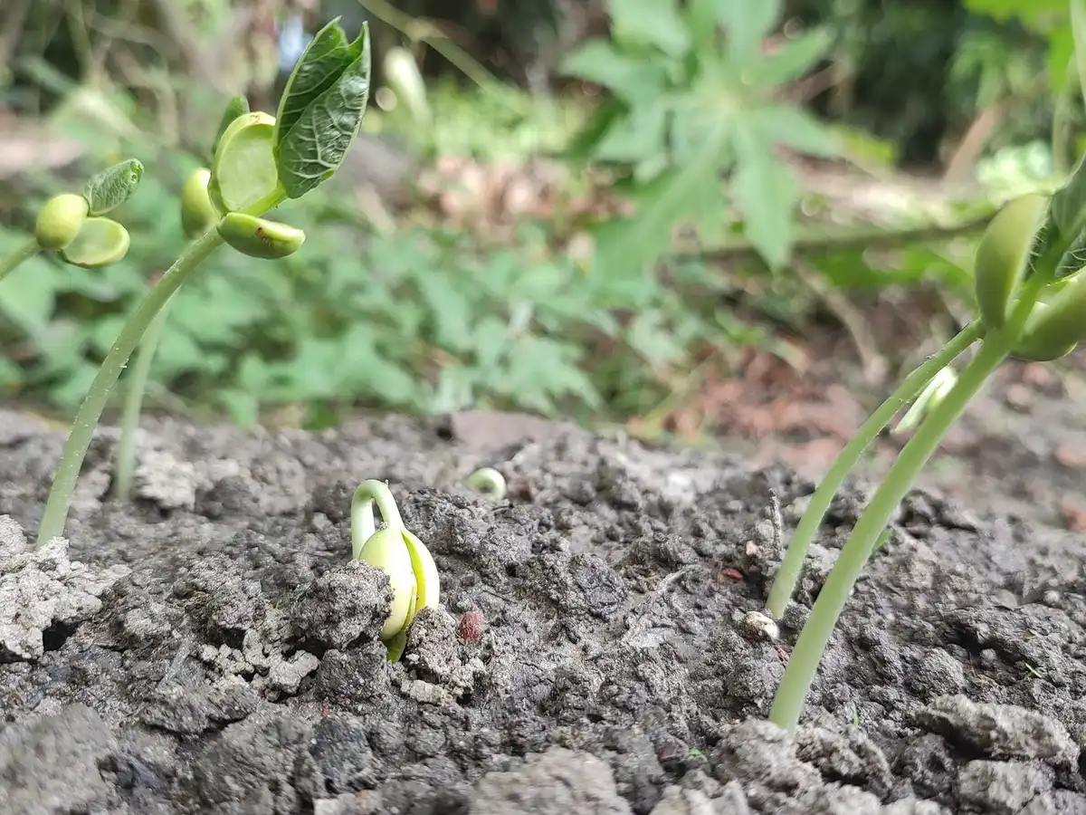 Bean seedlings unfolding their first leaves in a dark, crumbly bed