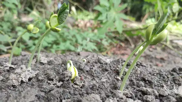 Bean seedlings unfolding their first leaves in a dark, crumbly bed