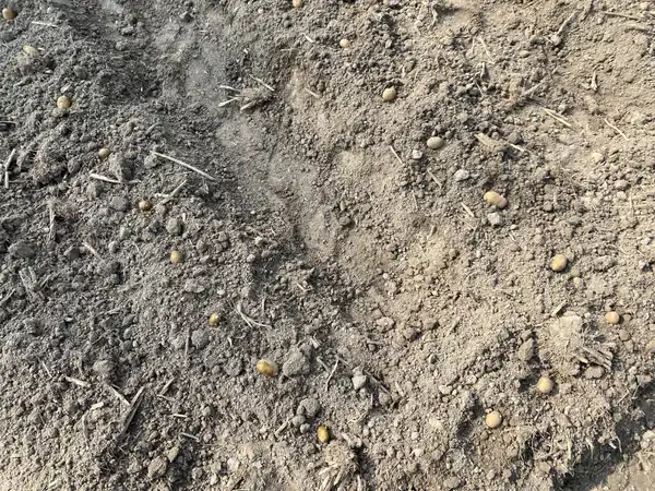Seeds scattered on dry, raked soil before planting
