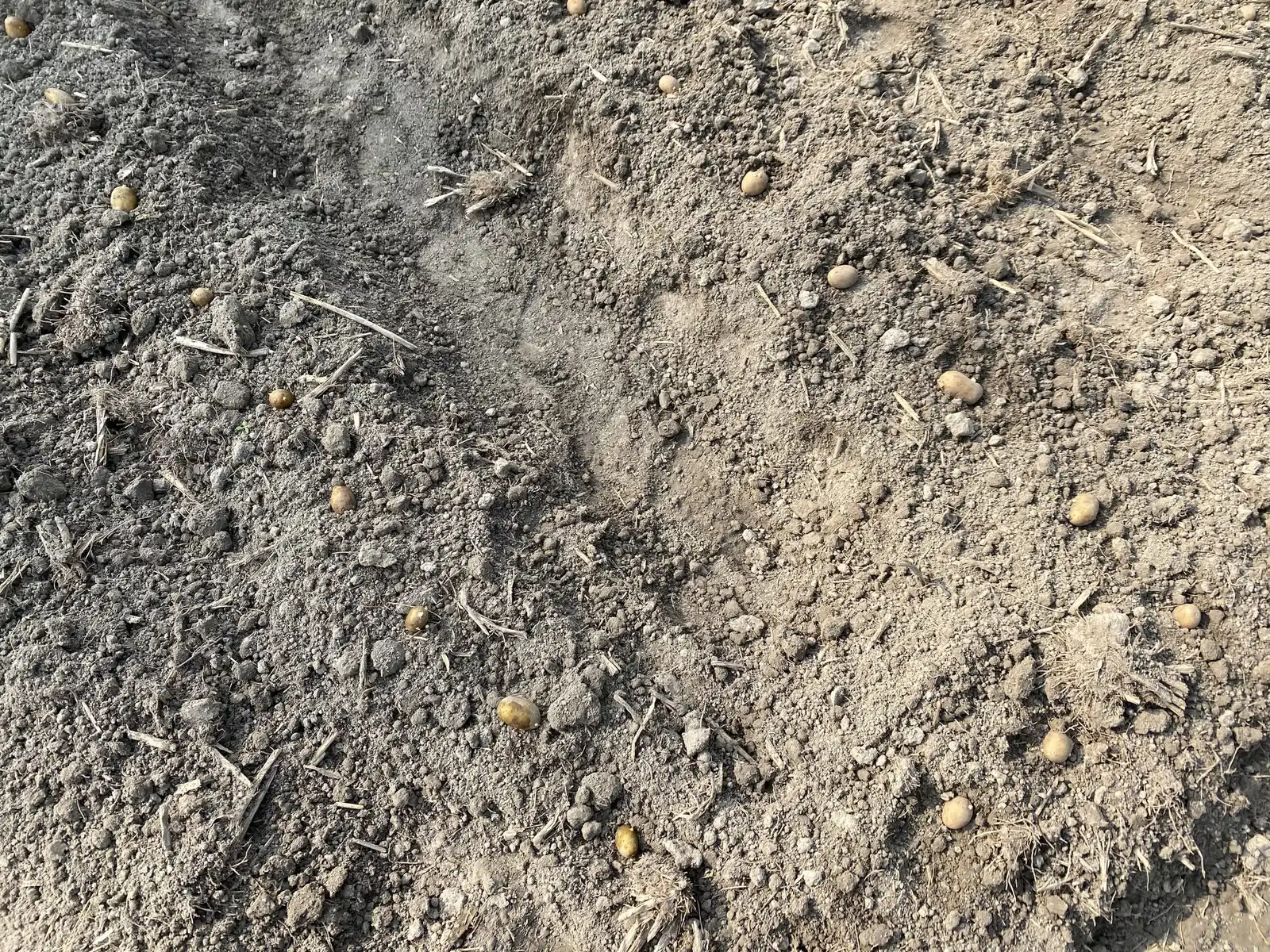 Seeds scattered on dry, raked soil before planting