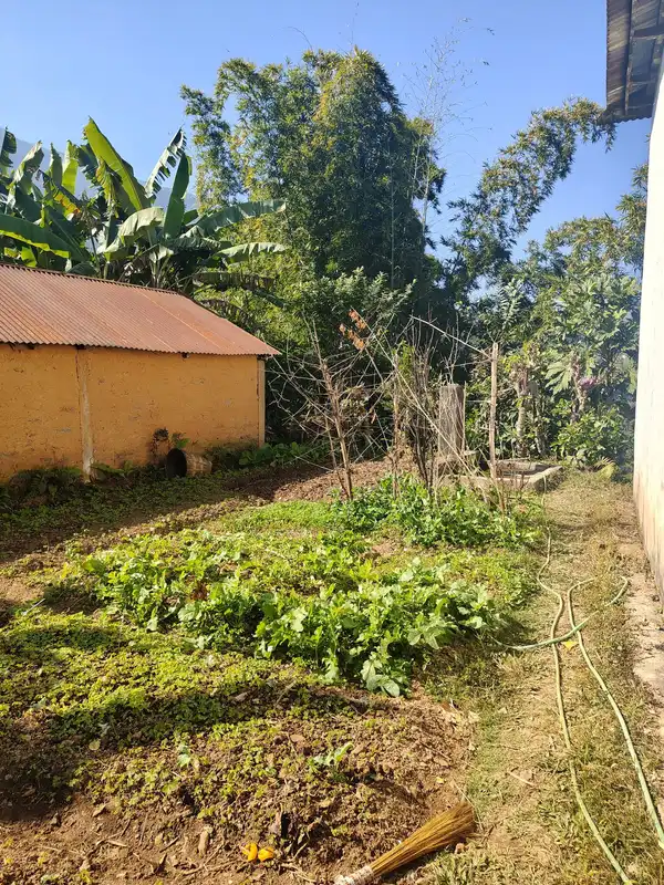 A small vegetable patch with leafy greens beside a shed and tall trees in sunshine