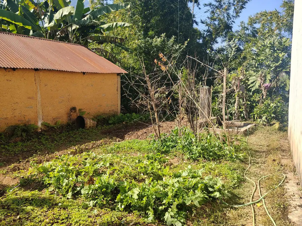 A small vegetable patch with leafy greens beside a shed and tall trees in sunshine